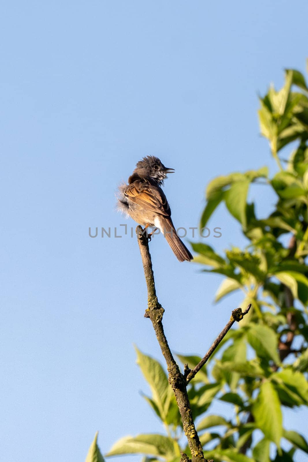 Greater Whitethroat Bird In Action On A Tree