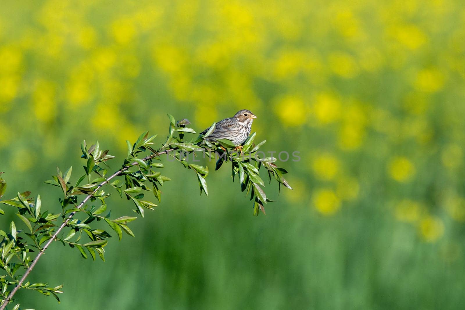 Corn Bunting Bird In Action On A Branch