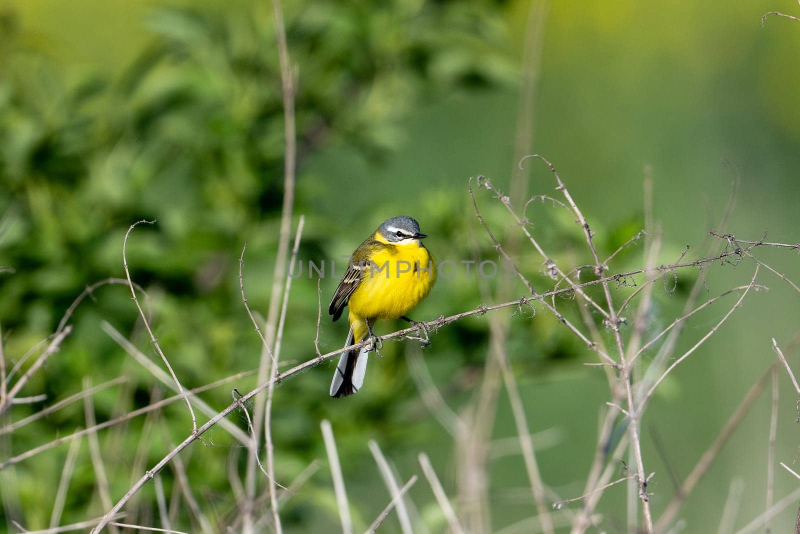 Western Yellow Wagtail Bird Perching On A Branch And Flying