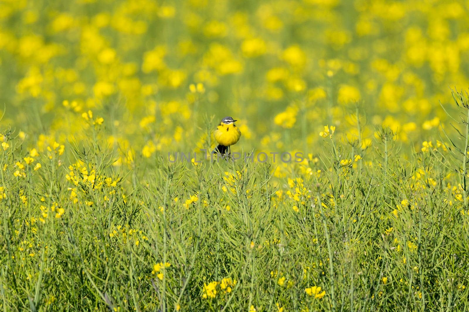 Yellow Wagtail Birds Fly In Western Skies Among The Colors Of Rapeseed