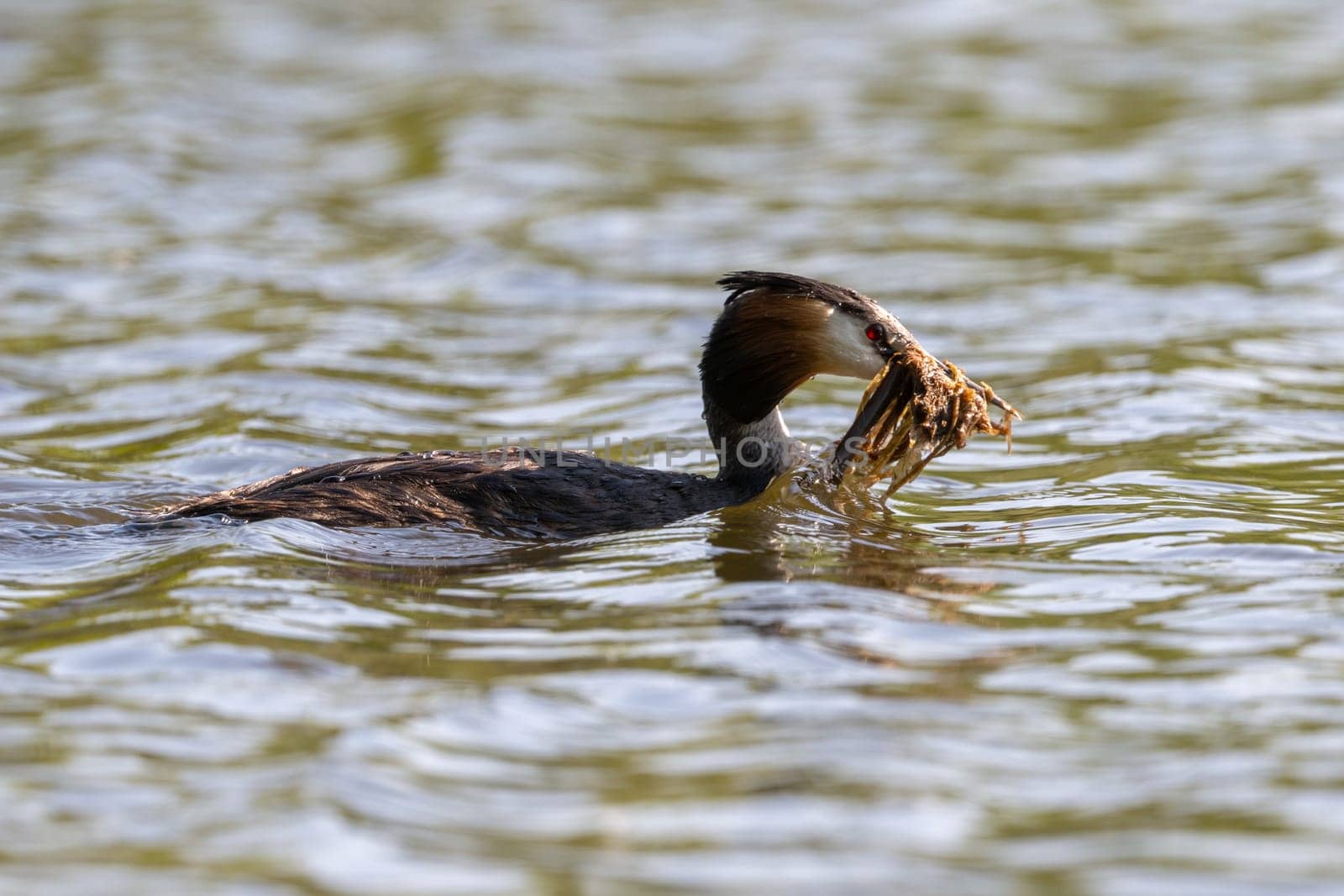 Great Crested Grebe Bird In Action Carrying Water Plants For Nest