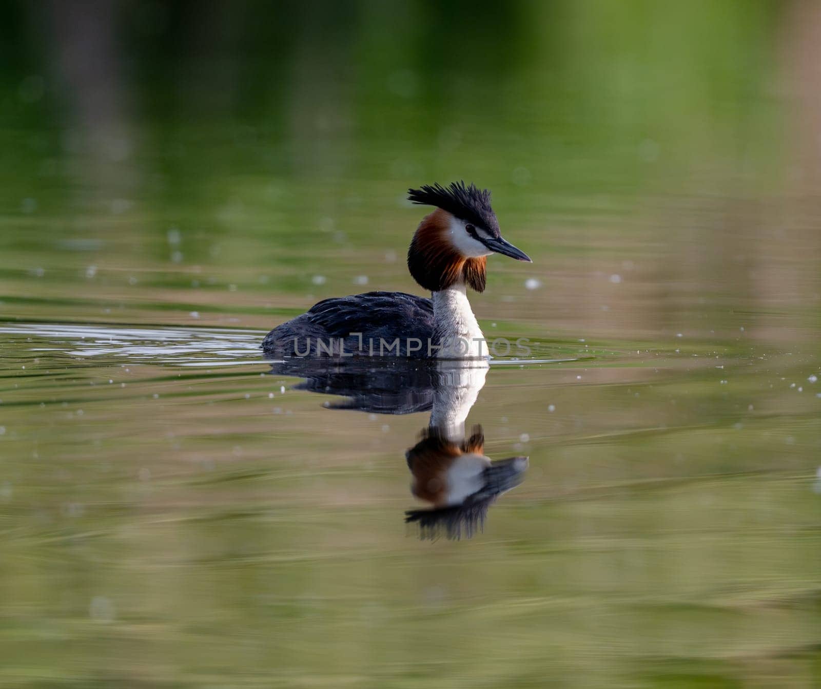 Great Crested Grebe Swims In The Lake