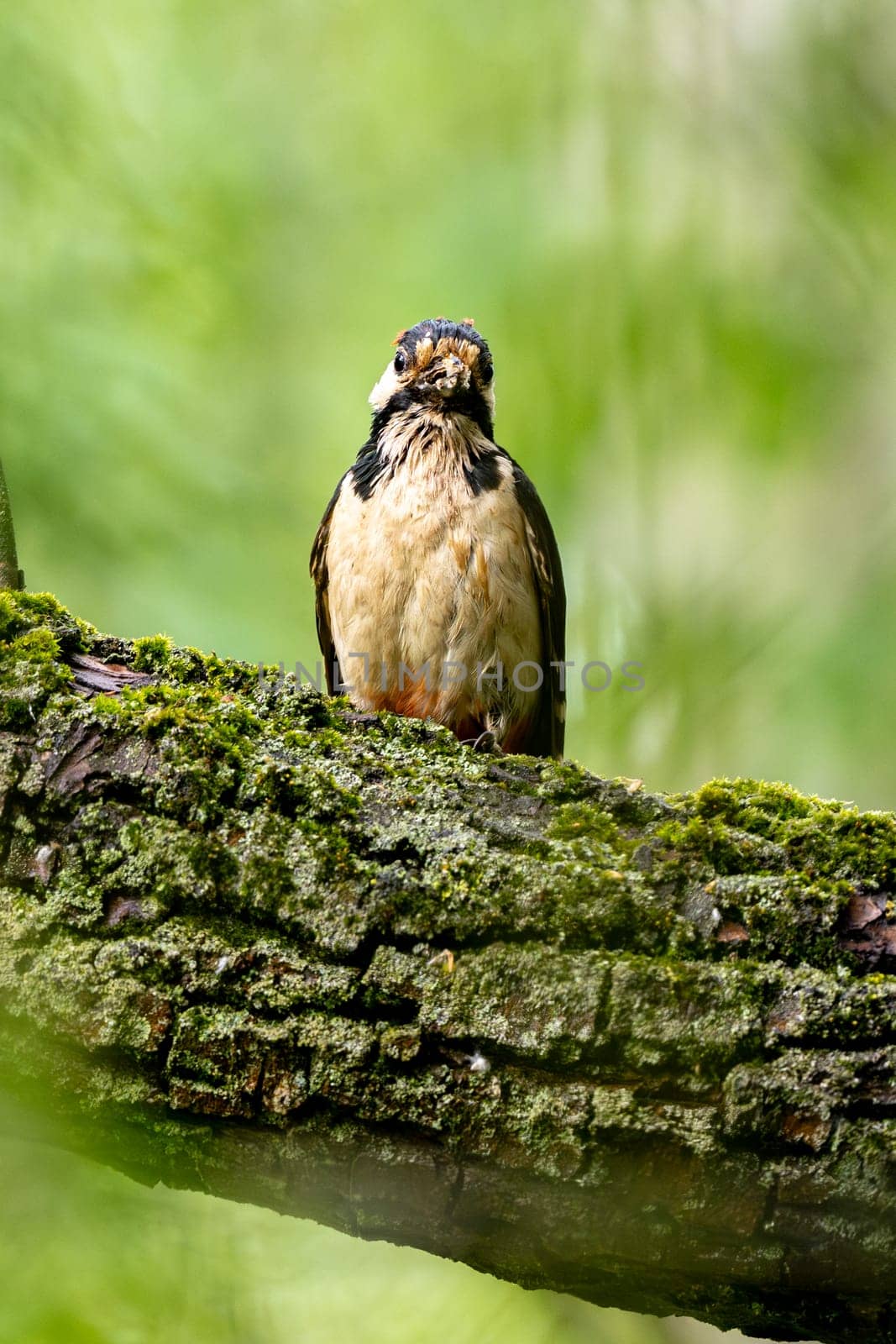 Great Spotted Woodpecker Sits On A Tree