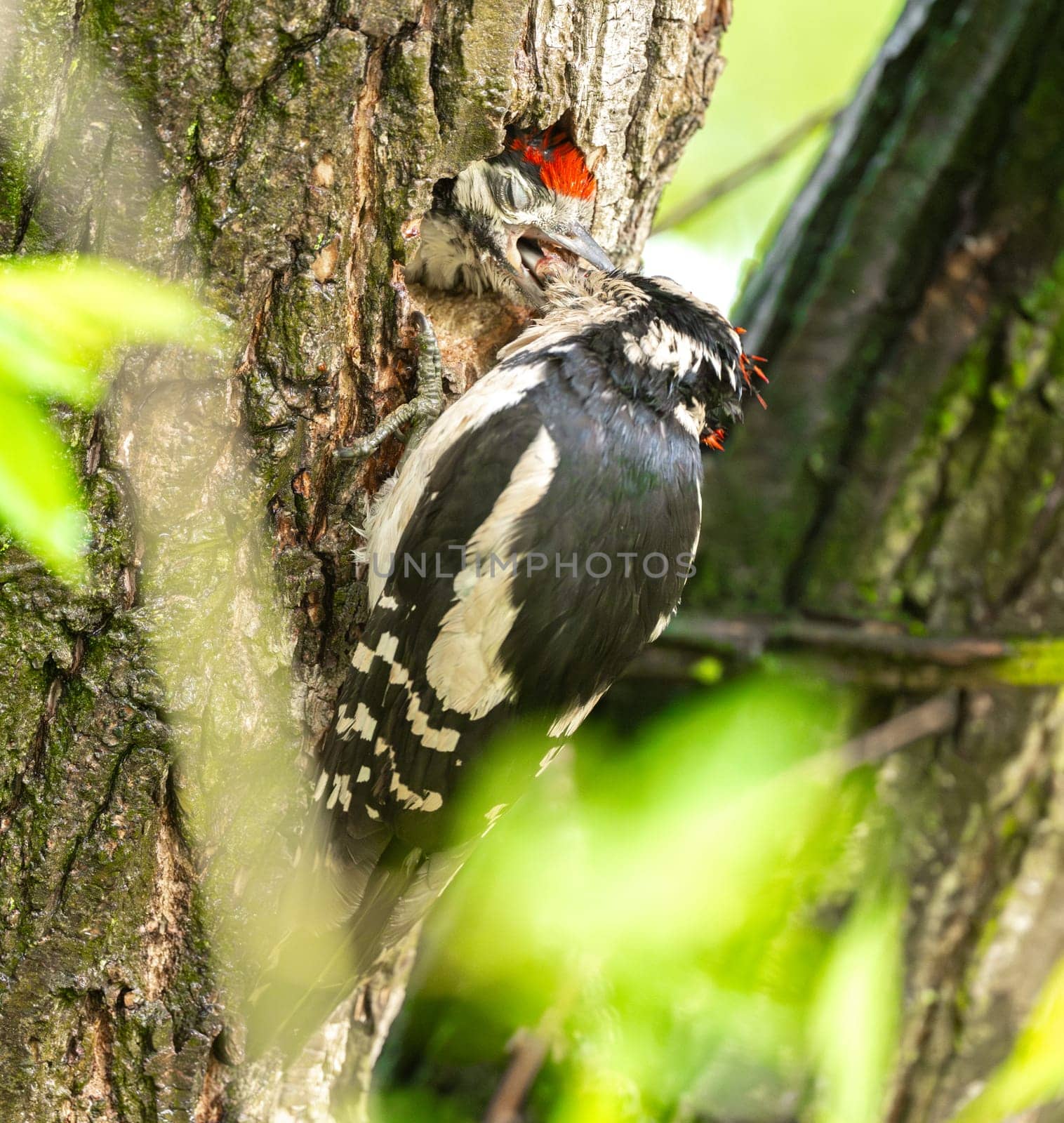 Great Spotted Woodpecker Feeds Its Chick In The Nest Hole