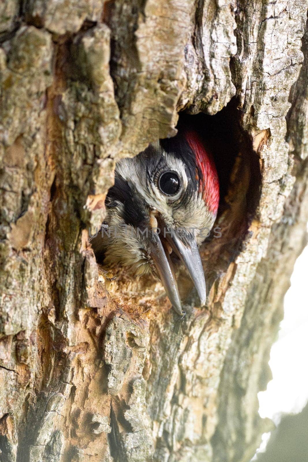 curious baby woodpecker peeks out from its tree hollow, discovering the world beyond for the first time.