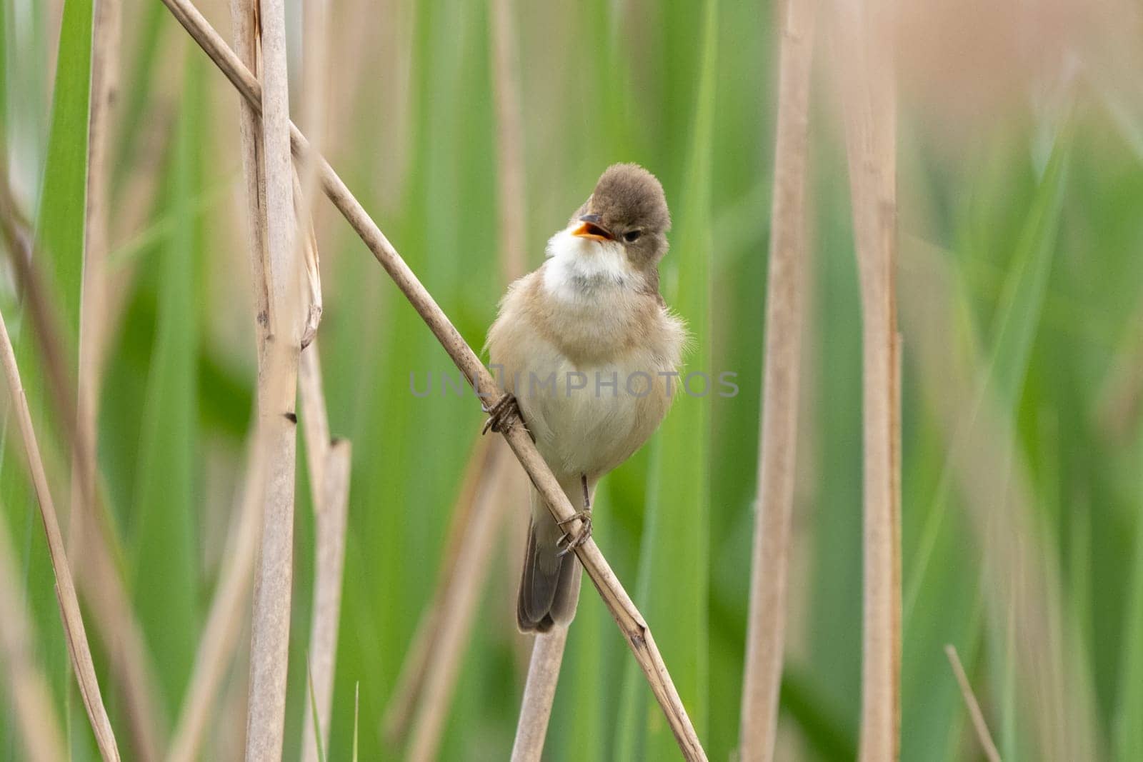Great Reed Warbler Sings In The Reeds