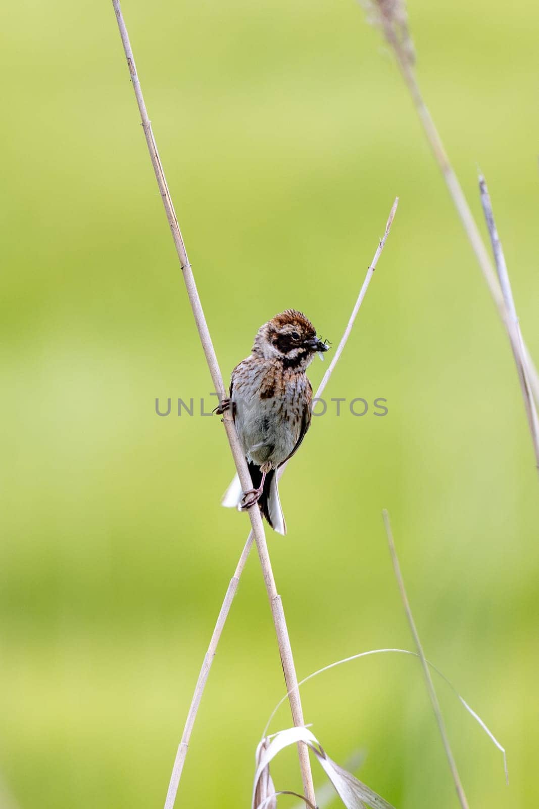 Female Reed Bunting Holds Insects In Beak To Feed Chicks