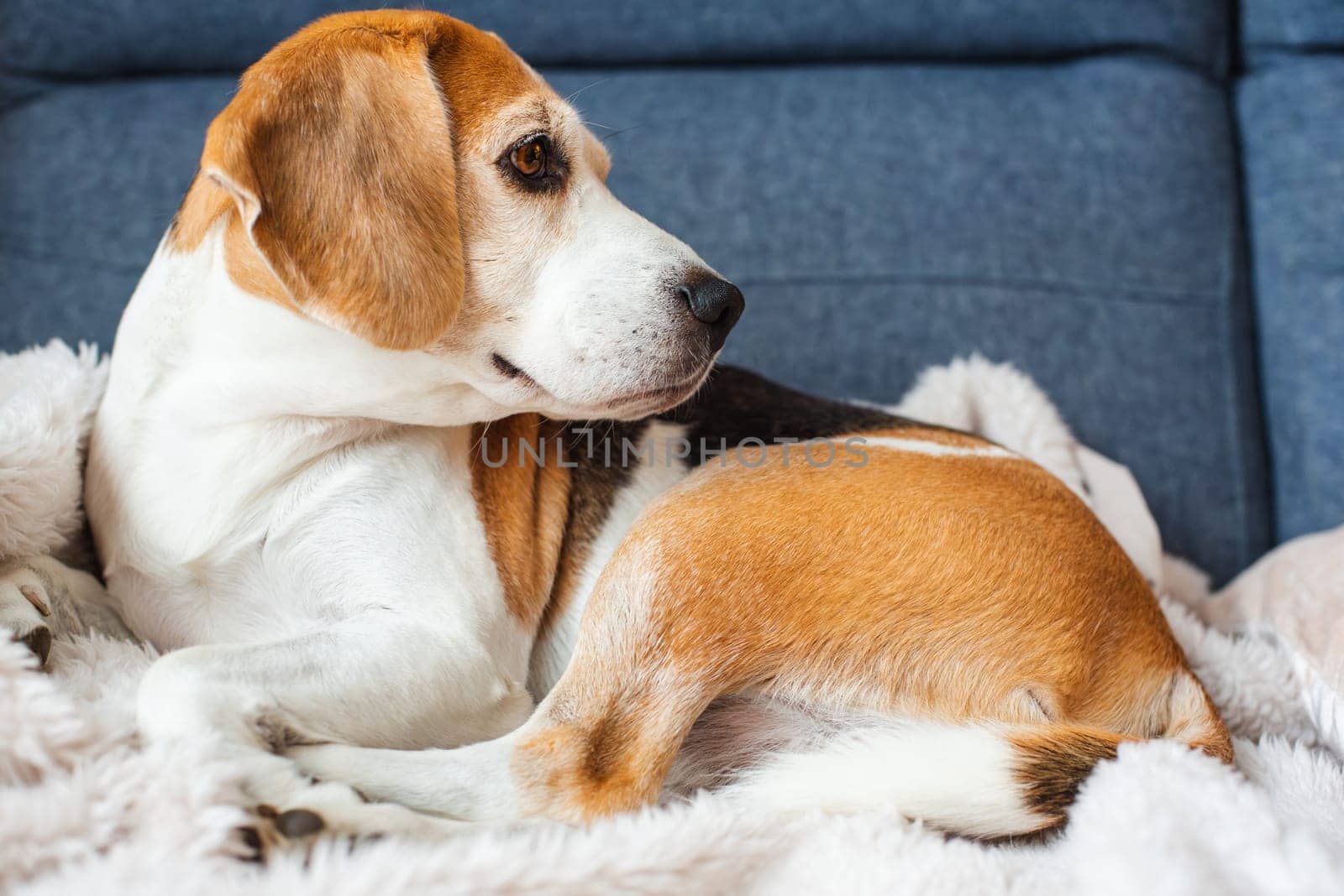 A adult beagle dog napping in sunny room on sofa. Canine themed background