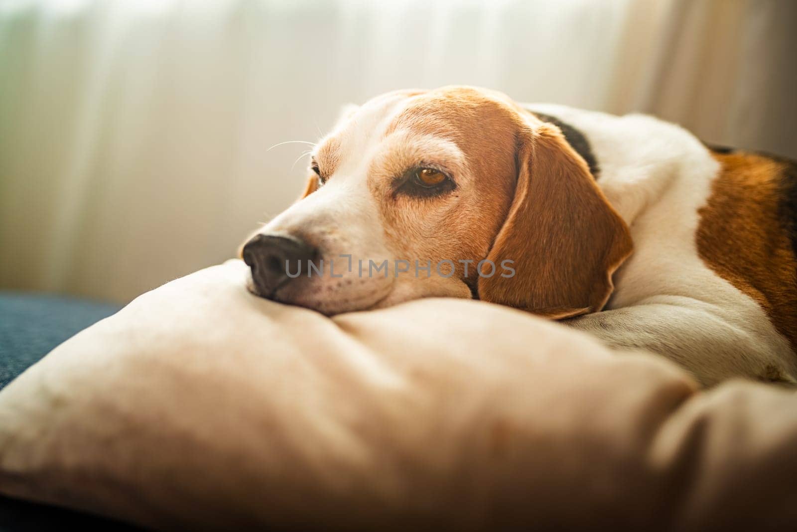 A adult beagle dog napping in sunny room on sofa. Canine themed background