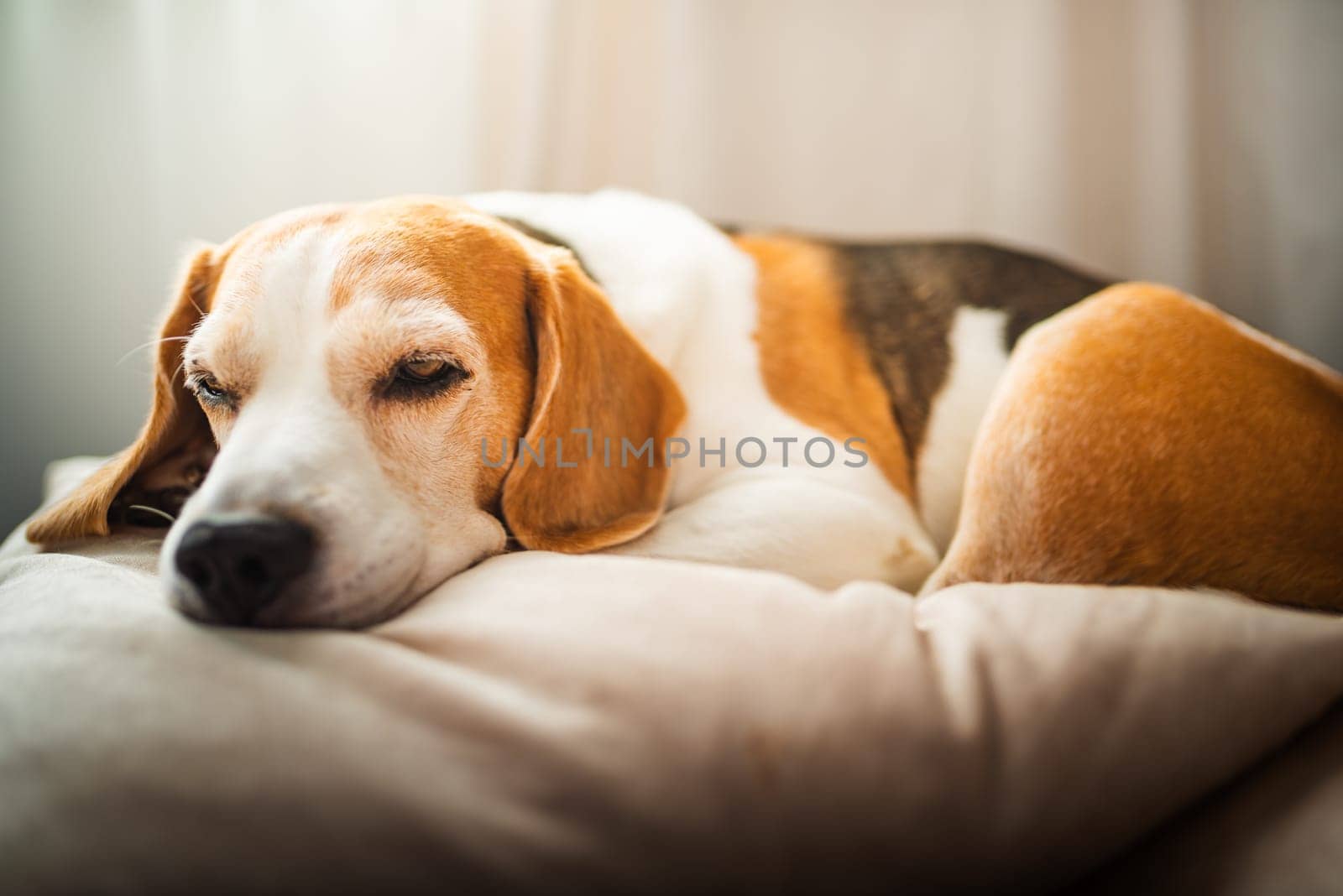 A adult beagle dog napping in sunny room on sofa. Canine themed background