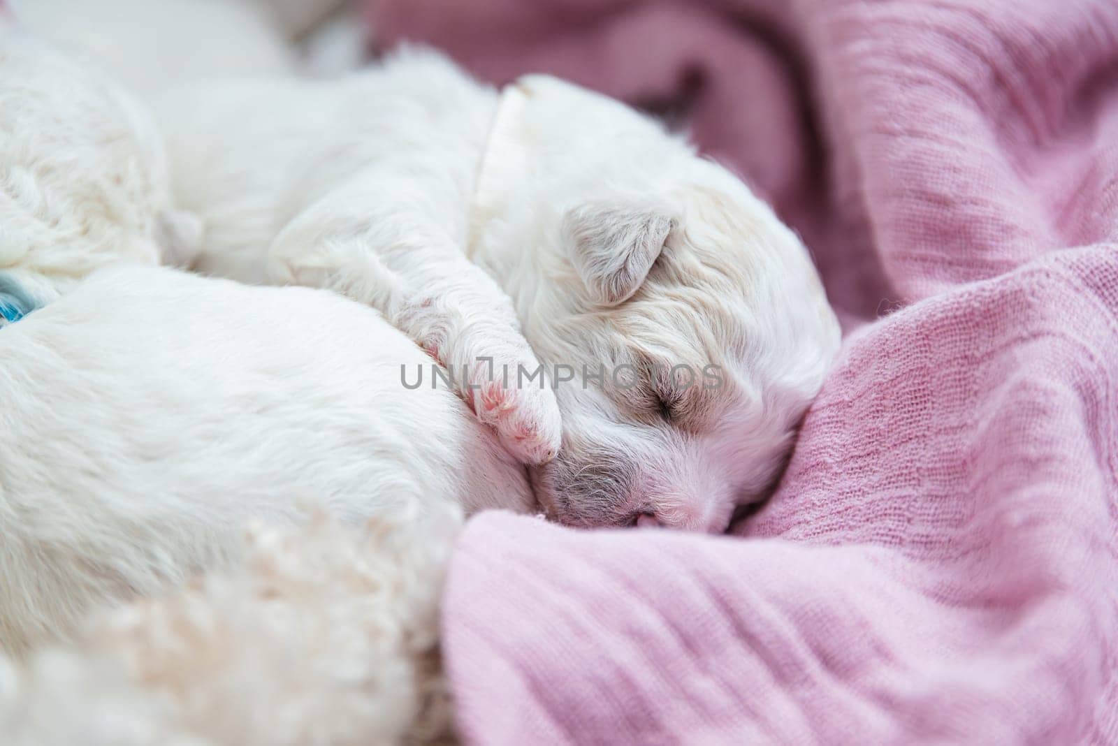 New born puppies of Bichon Frise dog. Bichon puppy sleeping. Selective focus on the face with blurred background