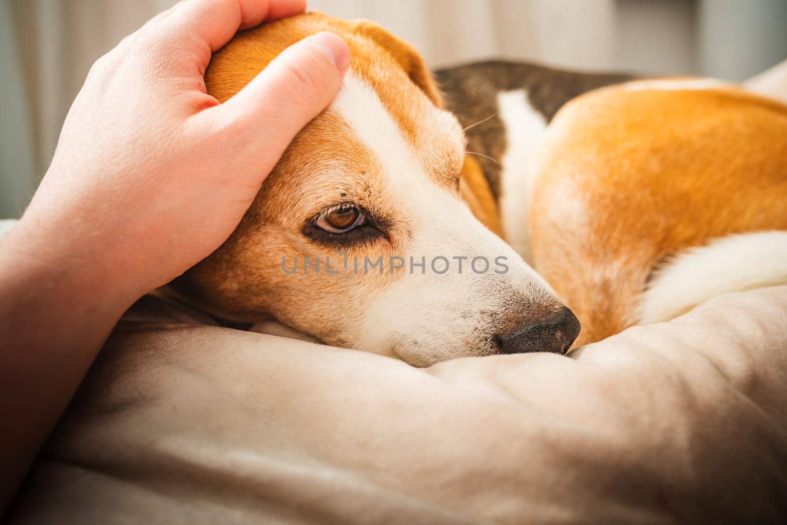 A adult beagle dog napping in sunny room on sofa. Canine themed background