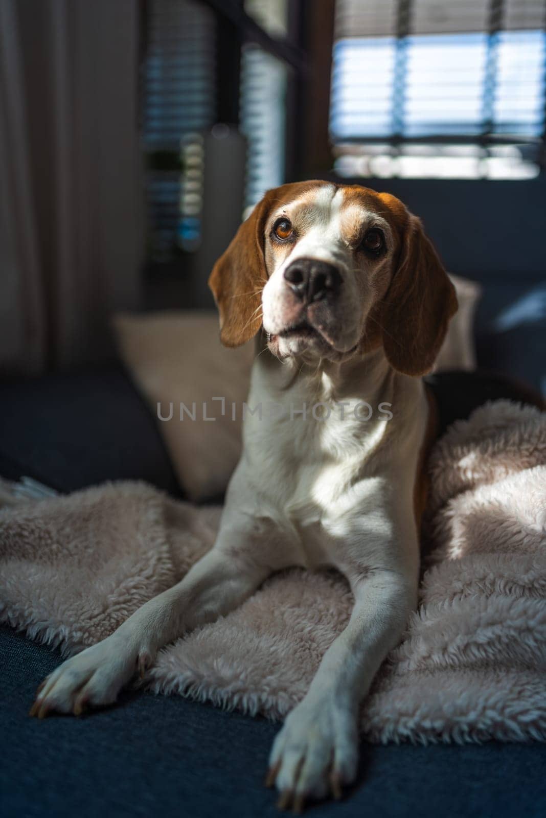 Portrait of happy beagle dog lying on sofa indoors in living room at home. Resting in sunlight