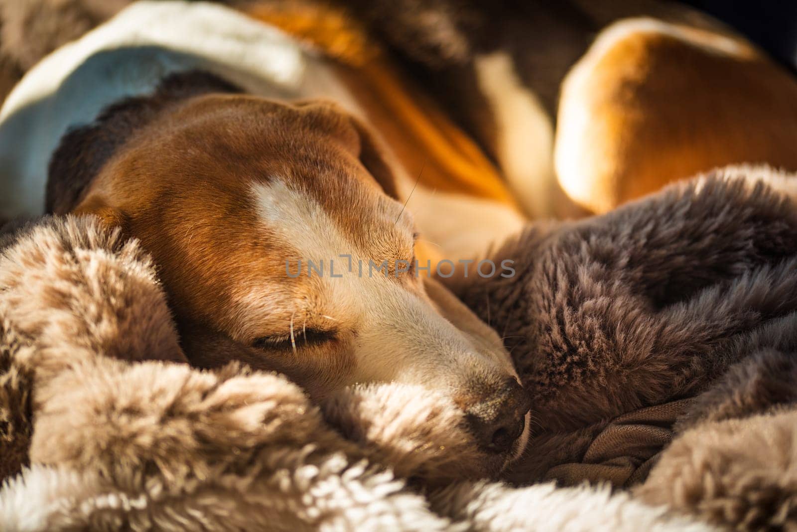 A adult beagle dog napping in sunny room on sofa. Canine themed background