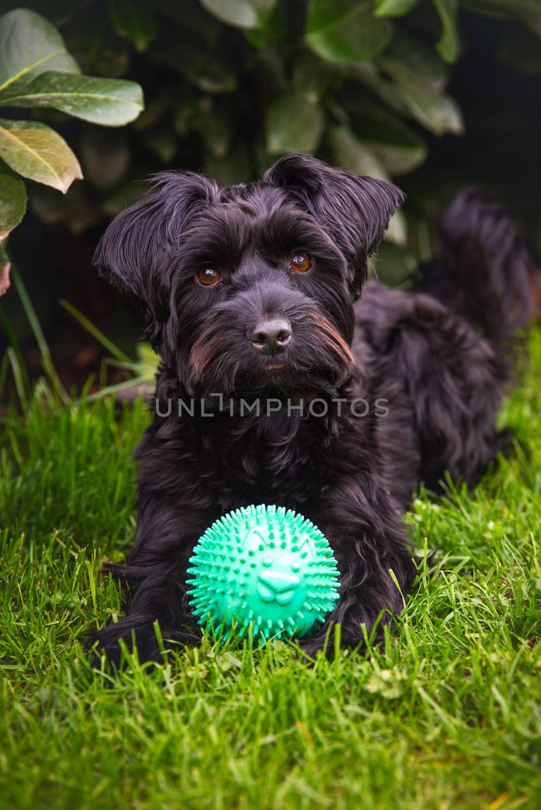 A black dog is peacefully laying in the grass, with a bright green ball resting nearby that catches its playful attention