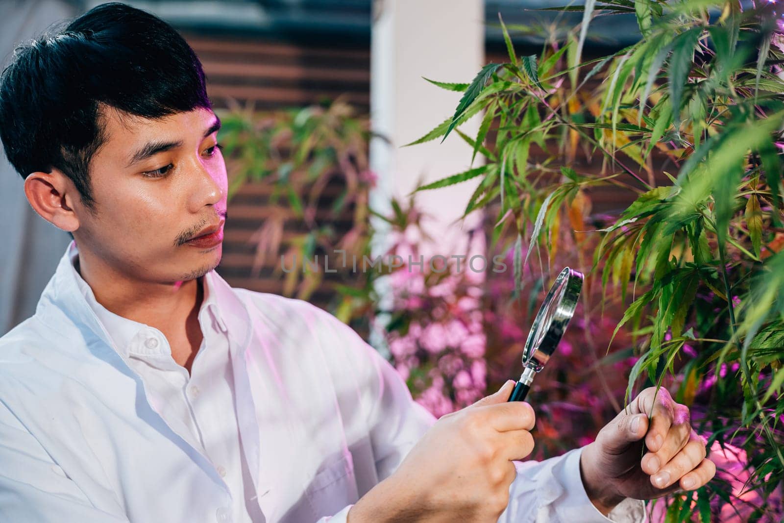 Marijuana researcher Asian man using magnifying glass look at cannabis sativa hemp plants in cannabis farms, Examining plants with magnifying, herbal medicine