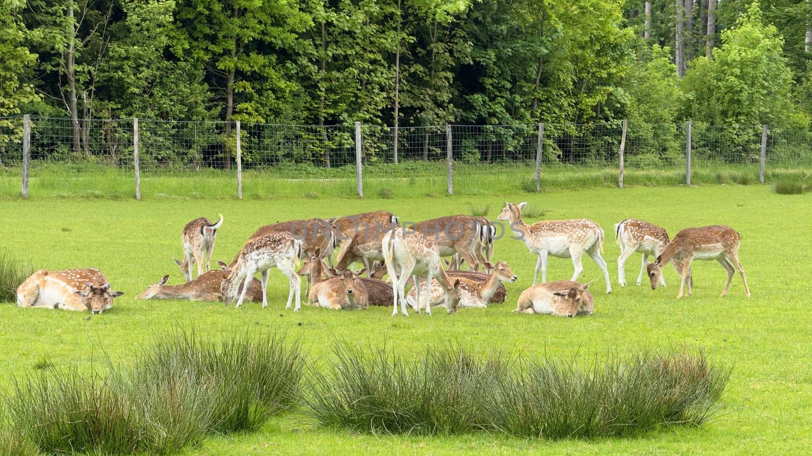 Group of Deer Grazing and Resting in a Green Enclosed Meadow. A peaceful scene of multiple deer enjoying a grassy meadow enclosed by a fence, surrounded by lush trees. Perfect representation of wildlife harmony and tranquility in nature.