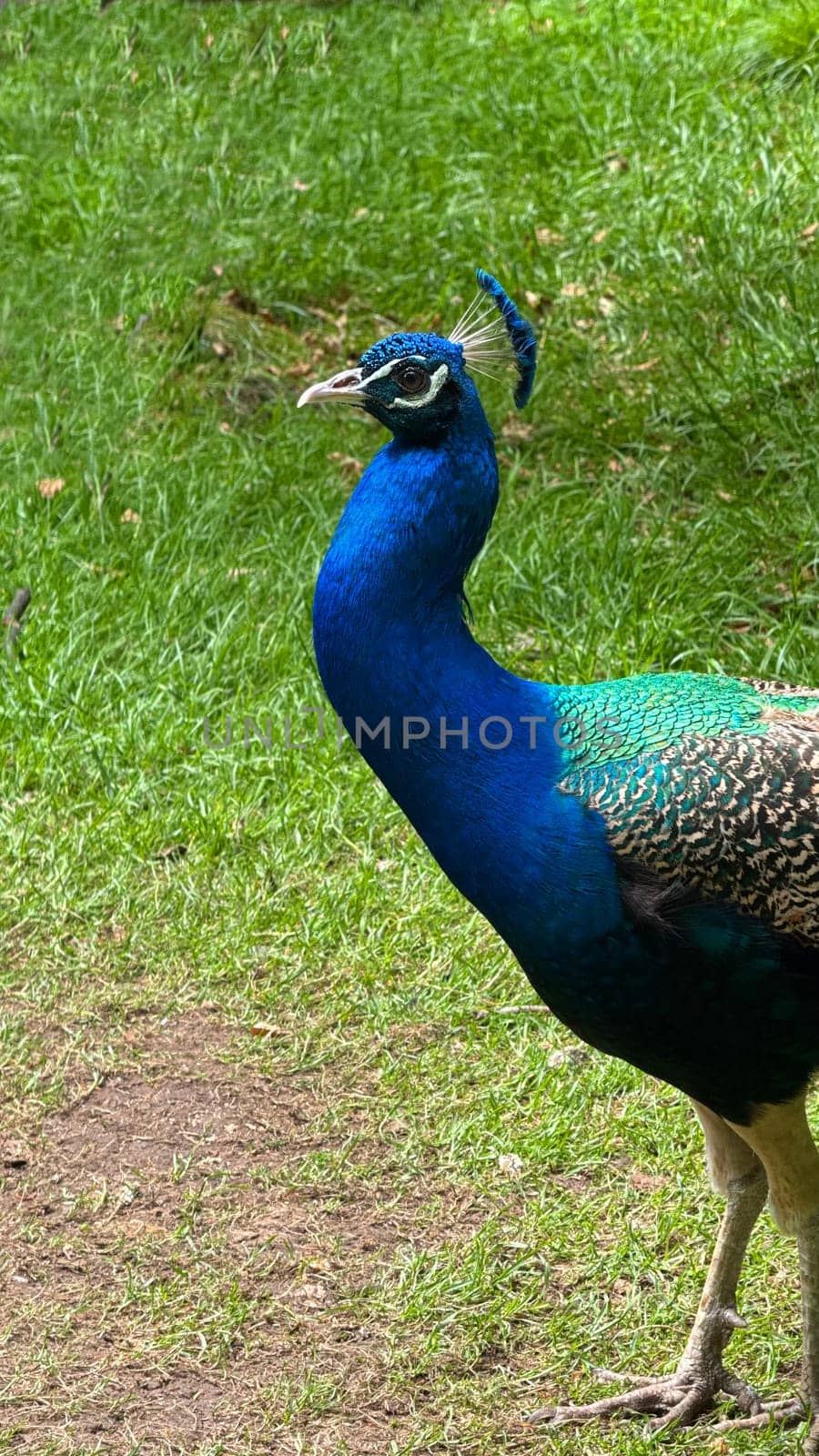 Vivid Peacock Standing Gracefully on Lush Green Grass Outdoors. A striking blue and green peacock stands gracefully on vibrant green grass, showcasing its elegance and beauty. The bird's plumage appears detailed, with the natural setting enhancing its vivid colors.