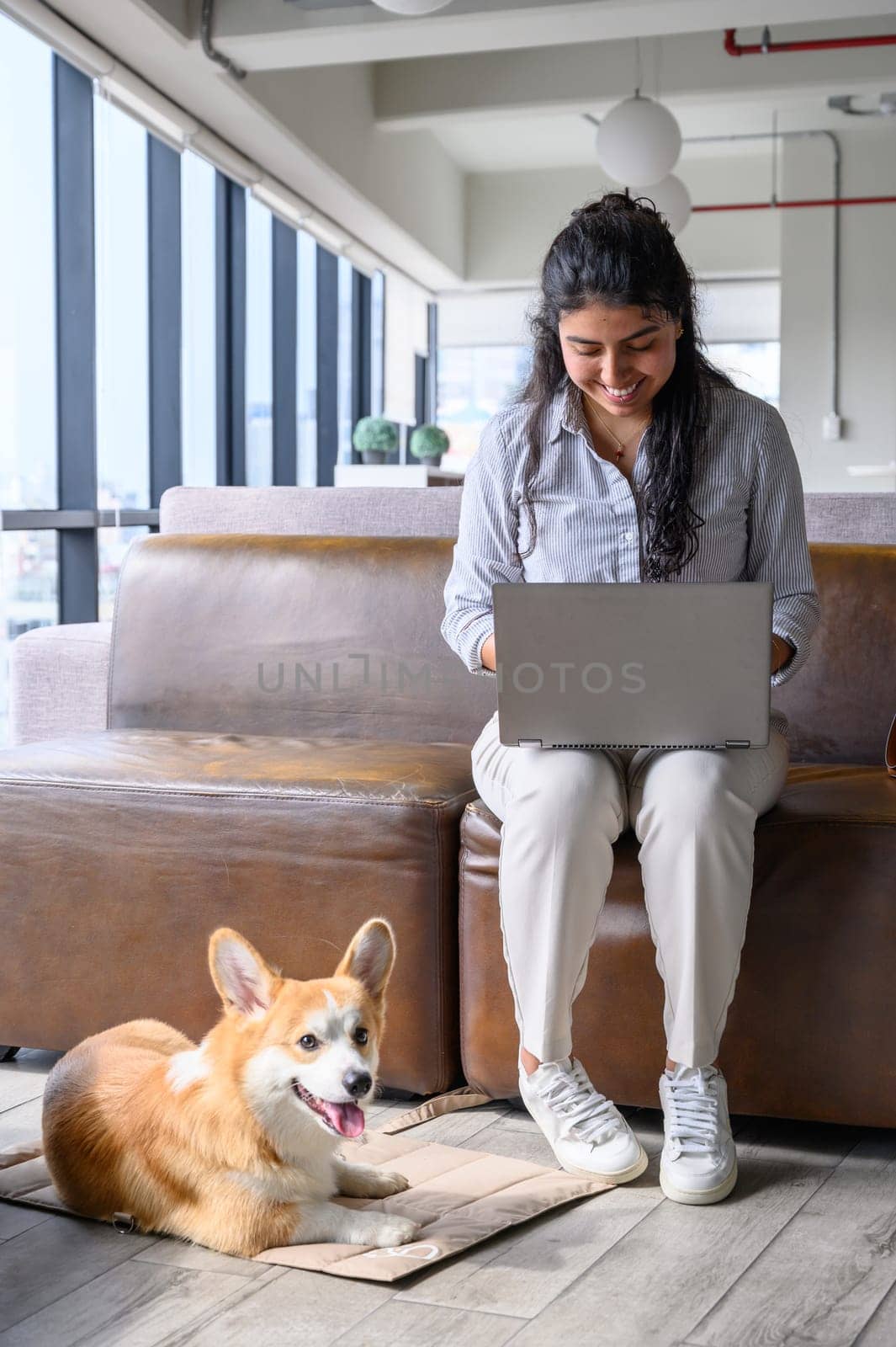 Young latin businesswoman using laptop and working near her pet welsh corgi pembroke dog in a modern office