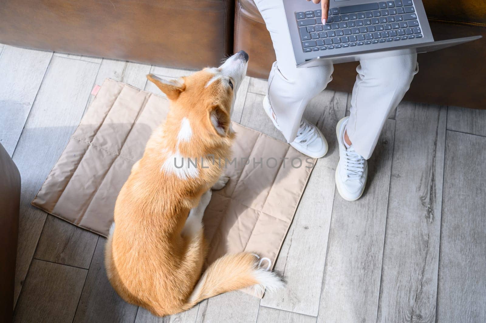 Pet friendly workspace, corgi dog patiently observes its owner working remotely