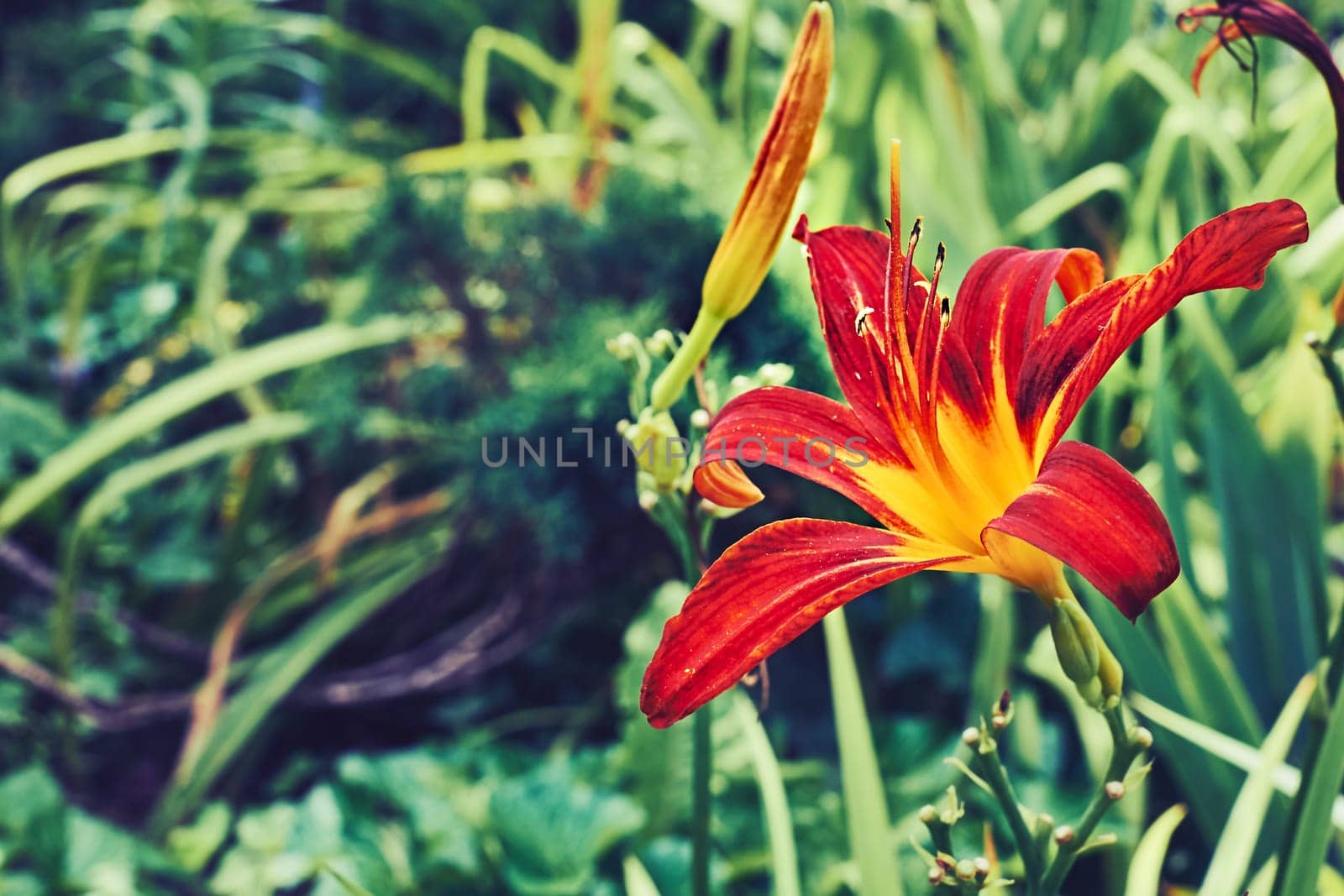 a lily that bears large yellow, red, or orange garden flowers