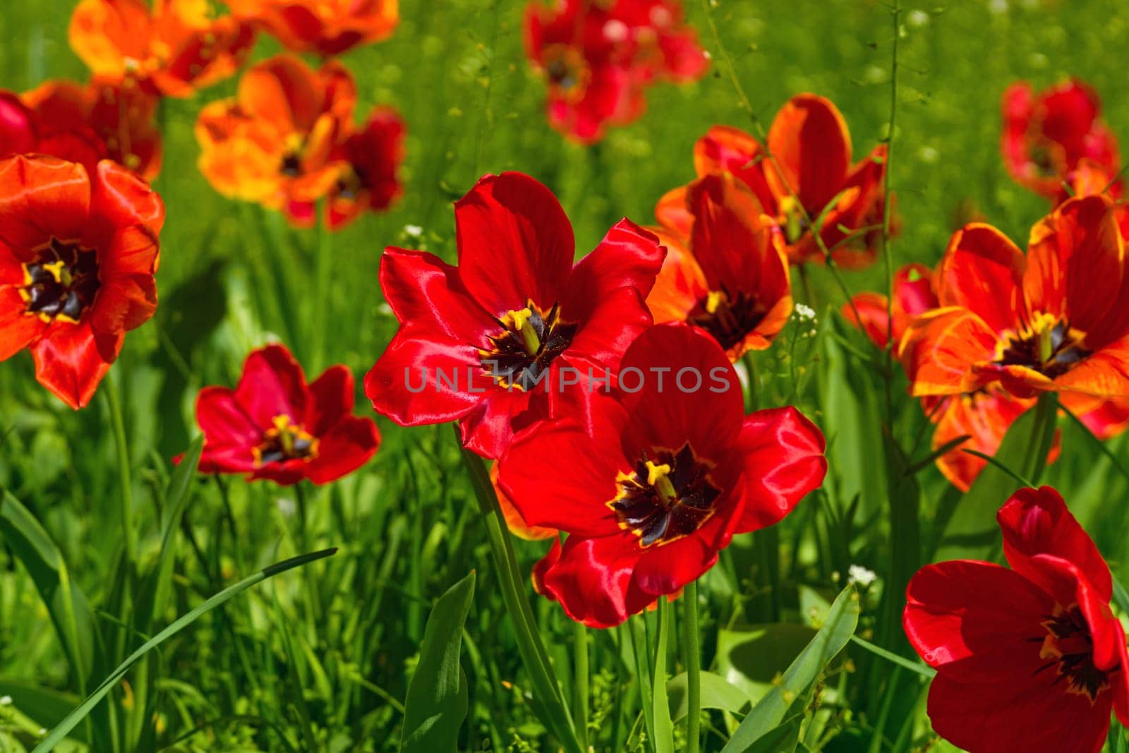 a bulbous spring flowering plant of the lily family, with boldly colored cup shaped flowers