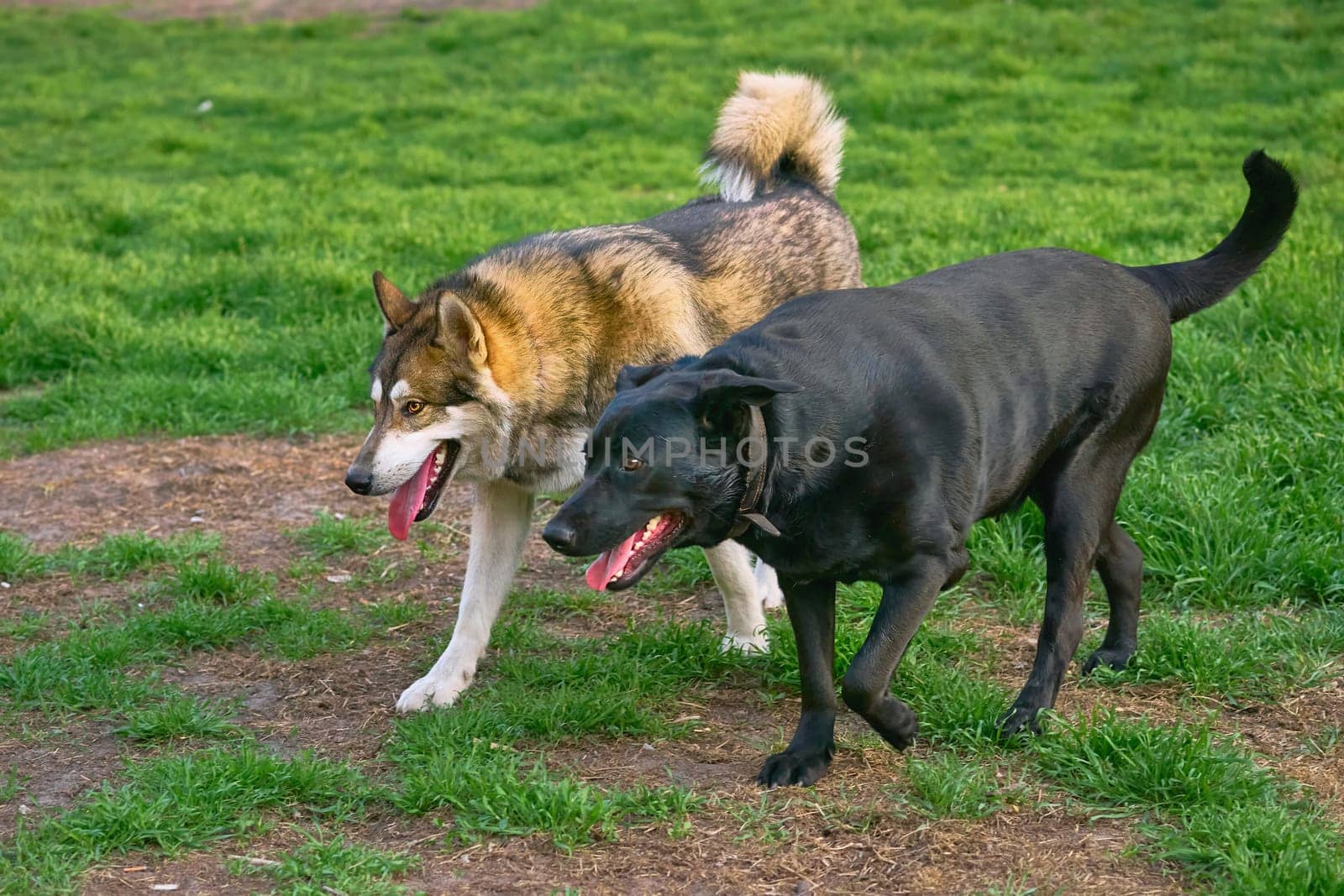of an animal or plant. produced by mating or hybridizing two different species, breeds, or varieties