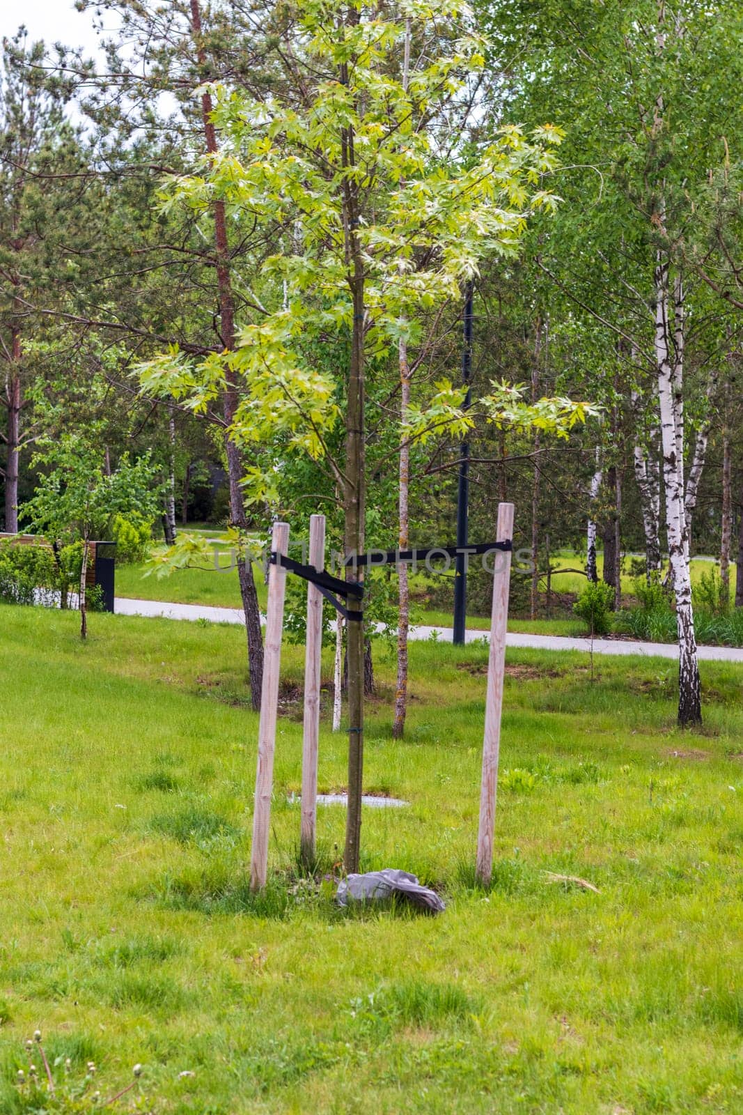 Shot of the young, just planted tree with supports