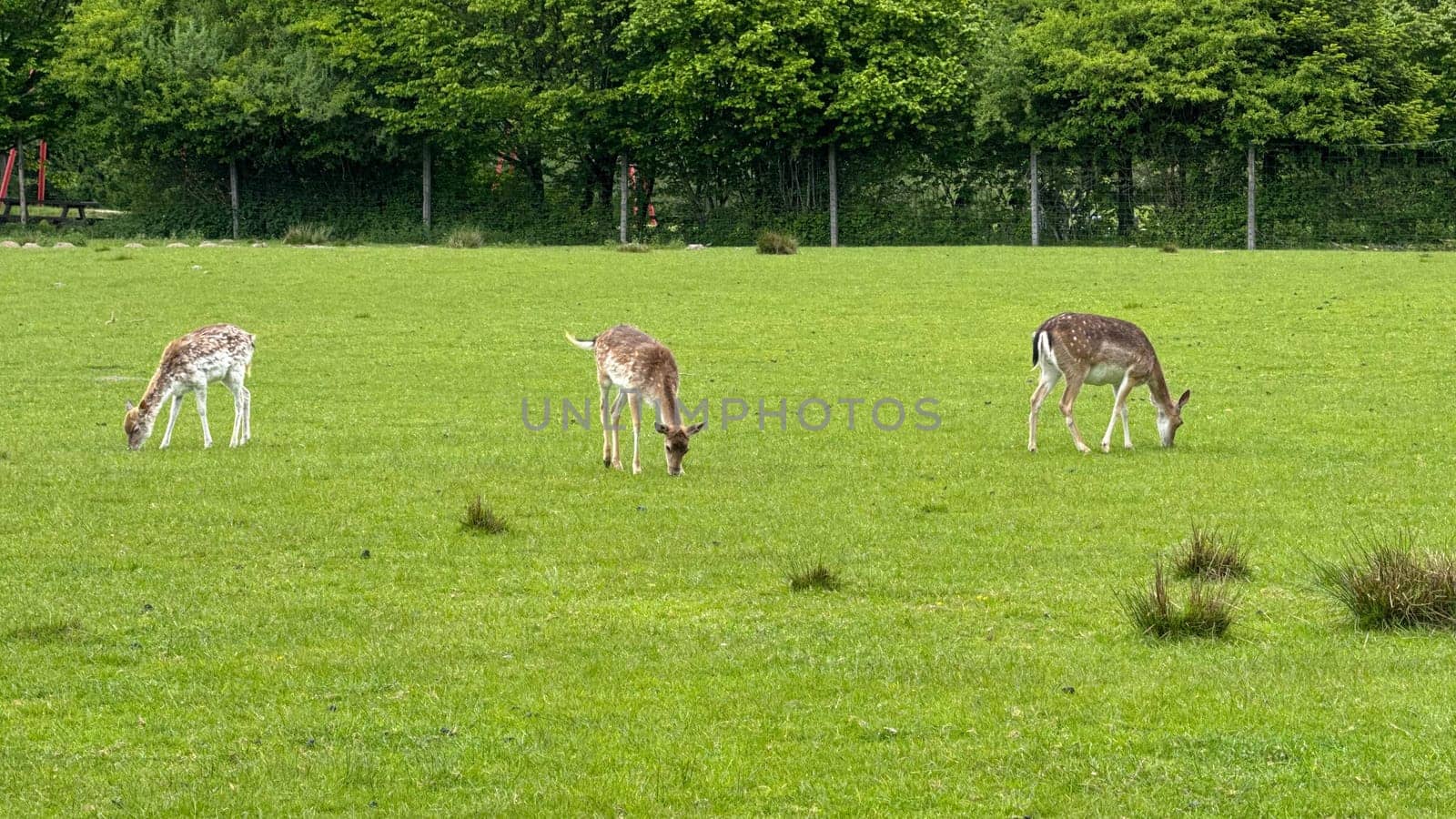 Three Deer Grazing in a Lush Green Field Surrounded by Trees. Deer peacefully grazing in a verdant field bordered by dense forest trees, illustrating the beauty of wildlife in nature's tranquil settings.