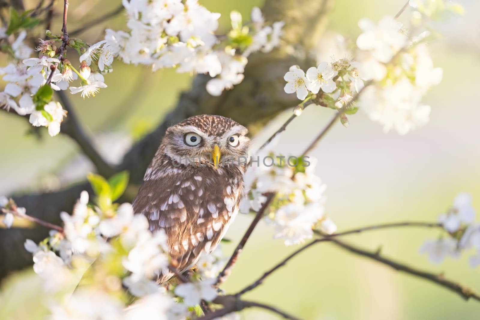 Llittle owl looking at the camera  sitting on a branch of a blossoming fruit tree. Horizontally. 
