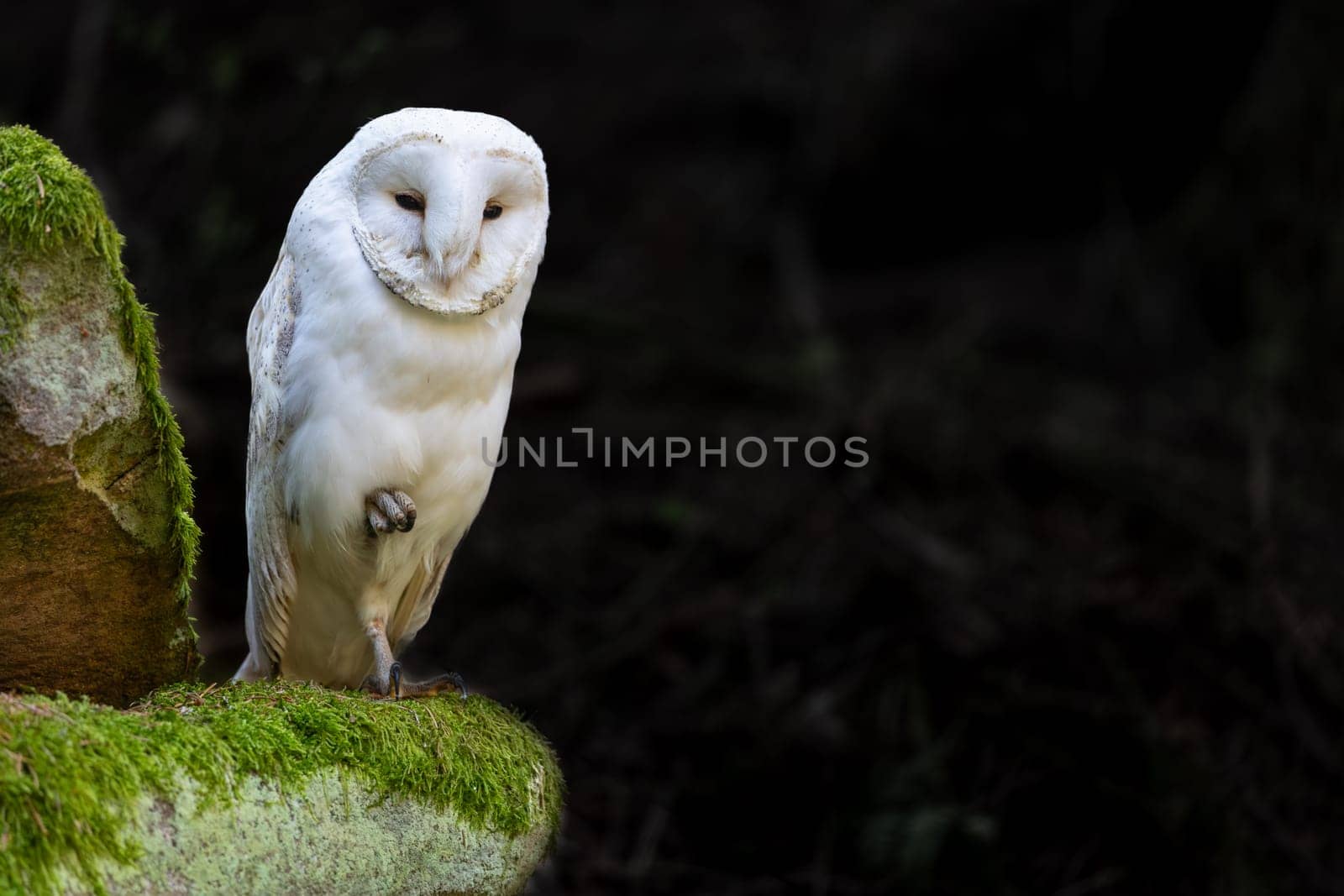 White owl posing in wildlife. Horizontally. 