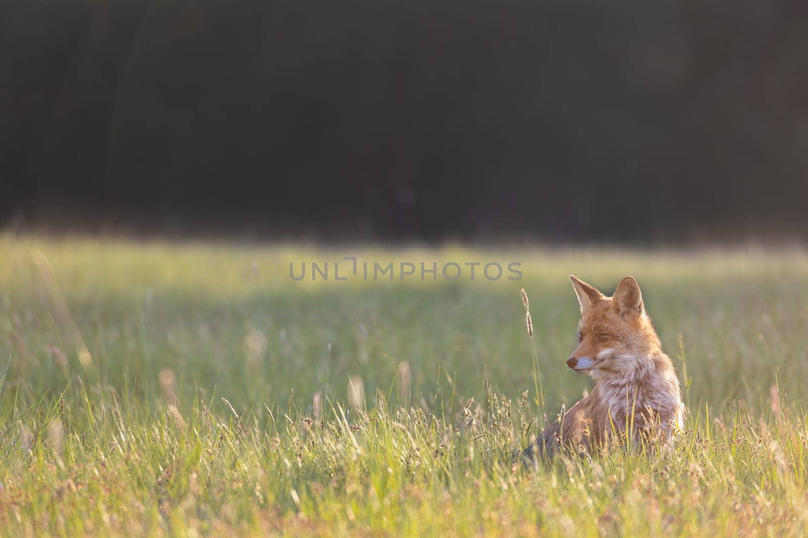 Alone young red fox is sitting on a meadow at sunset. Horizontally. 
