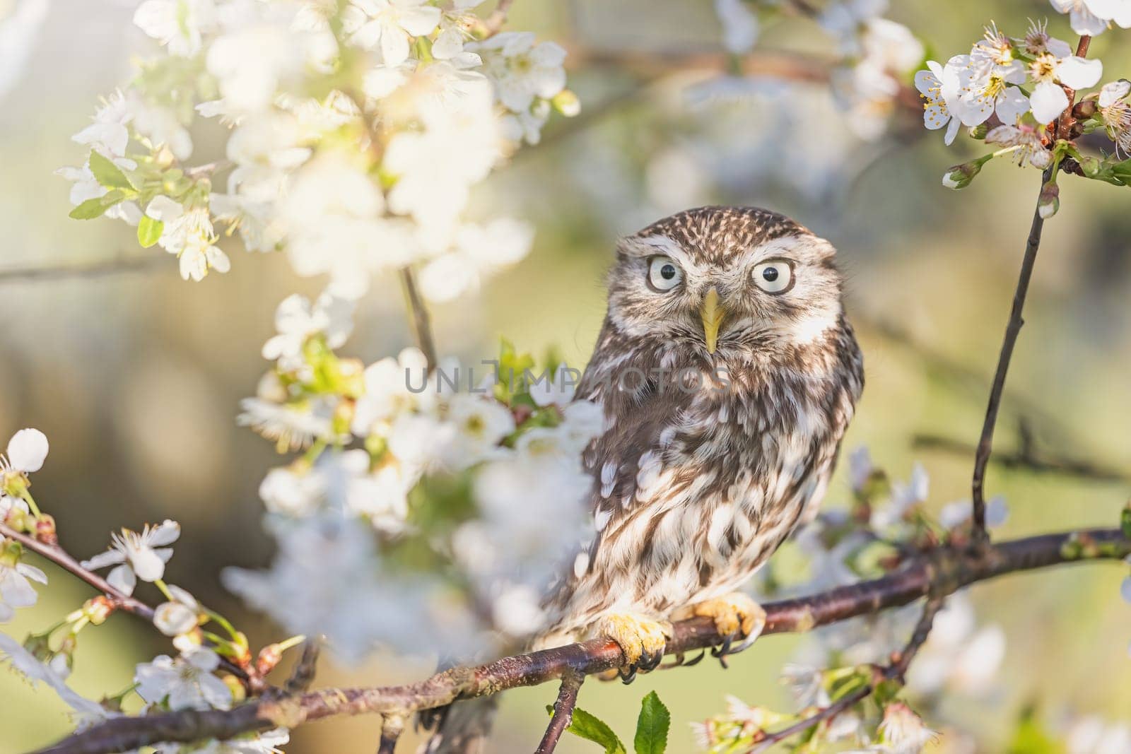 Cute little owl is sitting on a branch of a blossoming fruit tree. Horizontally. 
