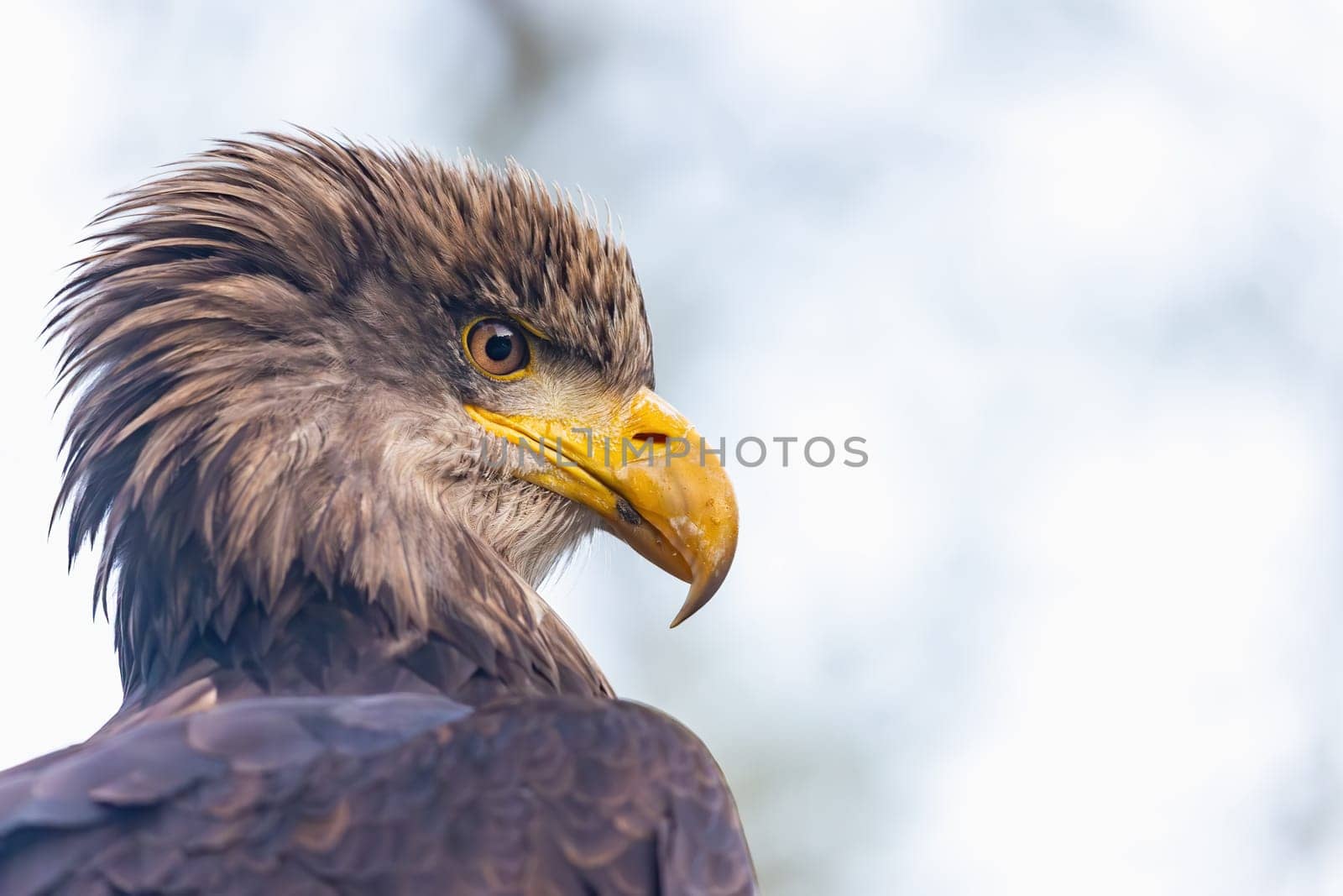 Portrait of the head of osprey in wildlife. Horizontally. 