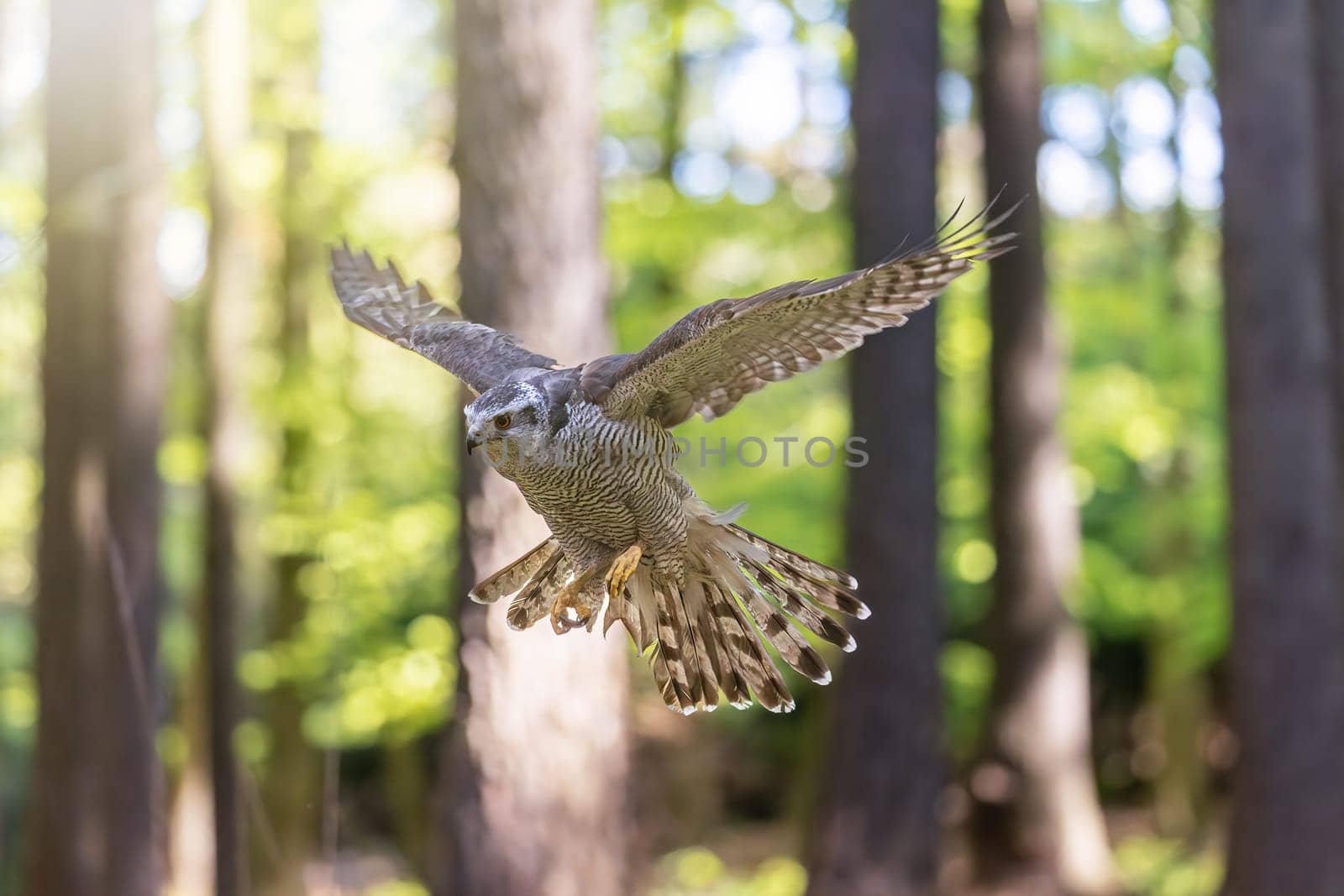 Goshawk is flying in the forest, ready to land. Horizontally. 