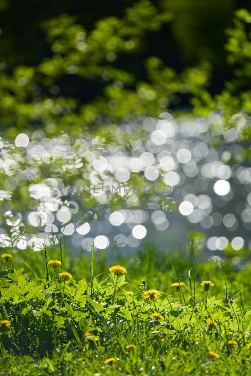 dandelions on the foreground, background of the glare of water on the lake in full focus on a sunny day. High quality photo