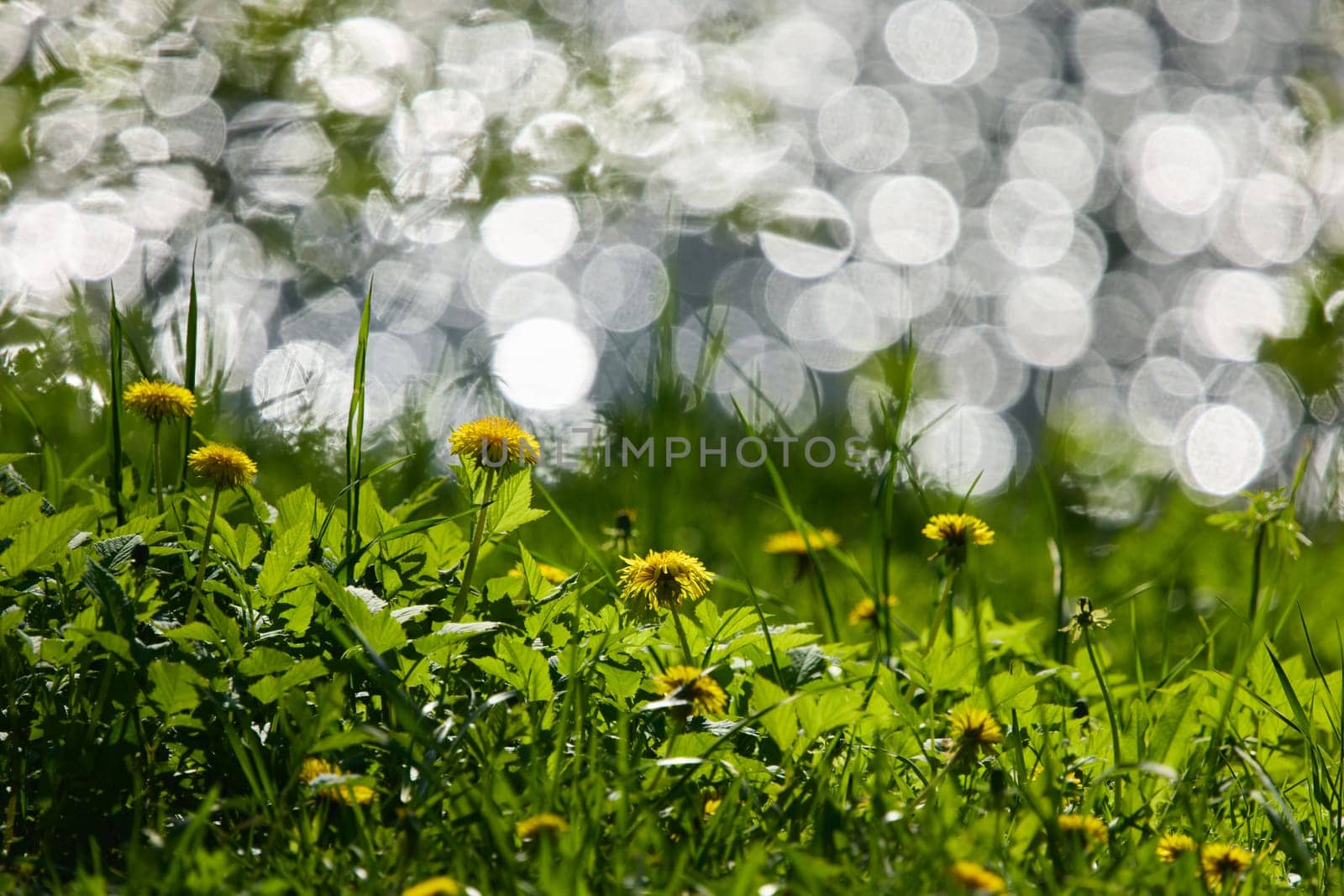 dandelions on the foreground, background of the glare of water on the lake in full focus on a sunny day. High quality photo
