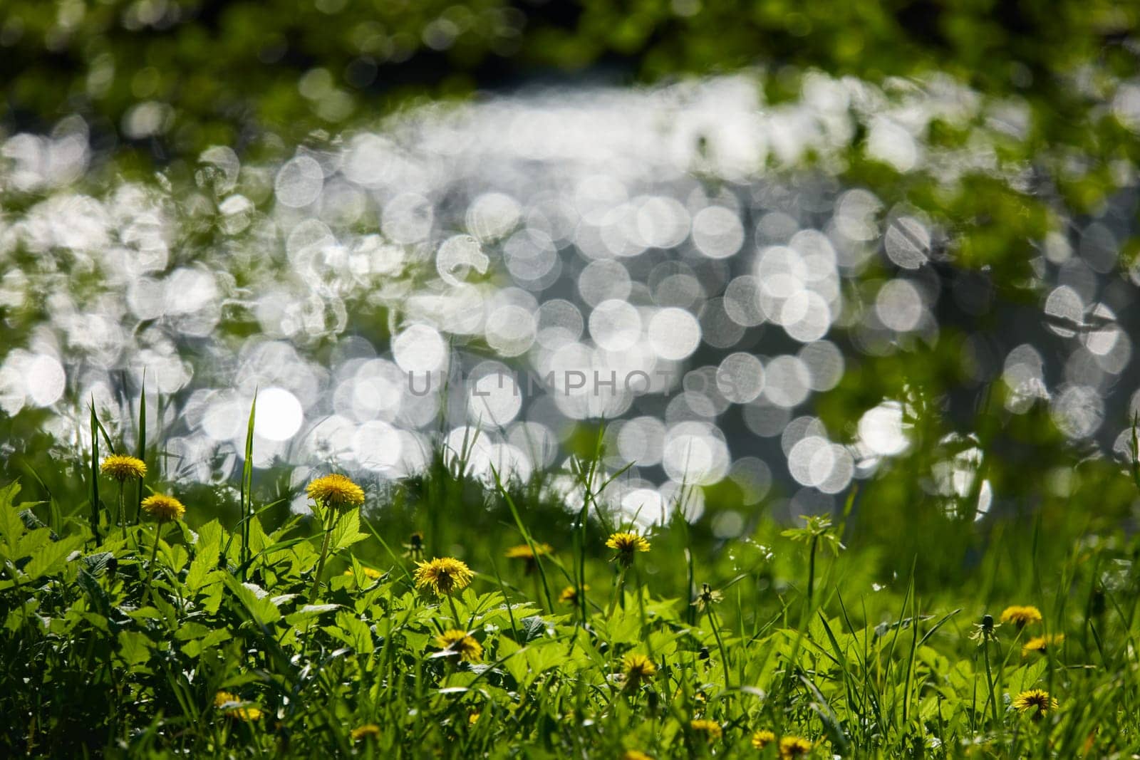 dandelions on the foreground, background of the glare of water on the lake in full focus on a sunny day. High quality photo