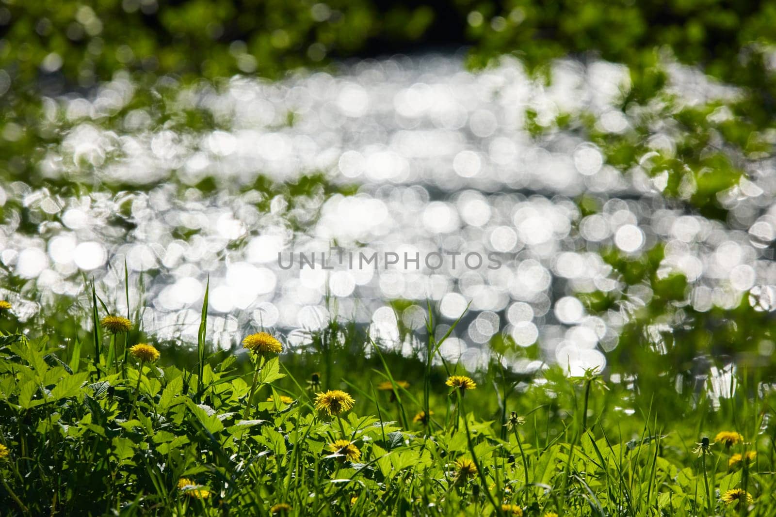 dandelions on the foreground, background of the glare of water on the lake in full focus on a sunny day. High quality photo