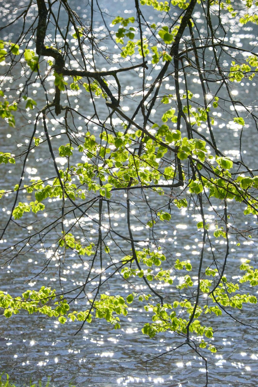 tree branches on the foreground, background of the glare of water on the lake in full focus on a sunny day. High quality photo
