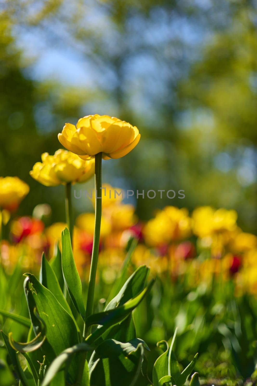 An idyllic garden scene showcasing bright yellow tulips illuminated by warm sunlight in St.Petersburg, Russia, conveying vibrancy, freshness, and natural beauty in a serene outdoor setting. High quality photo
