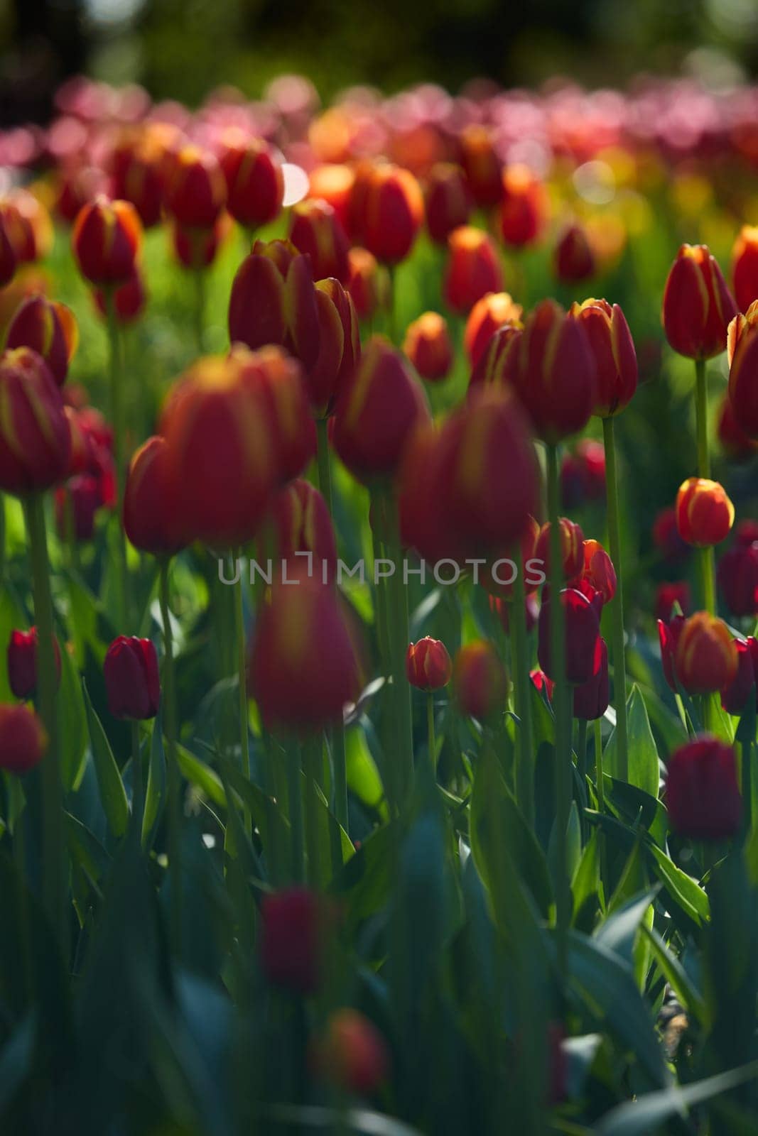 An idyllic garden scene showcasing bright red tulips illuminated by warm sunlight in St.Petersburg, Russia, conveying vibrancy, freshness, and natural beauty in a serene outdoor setting. High quality photo