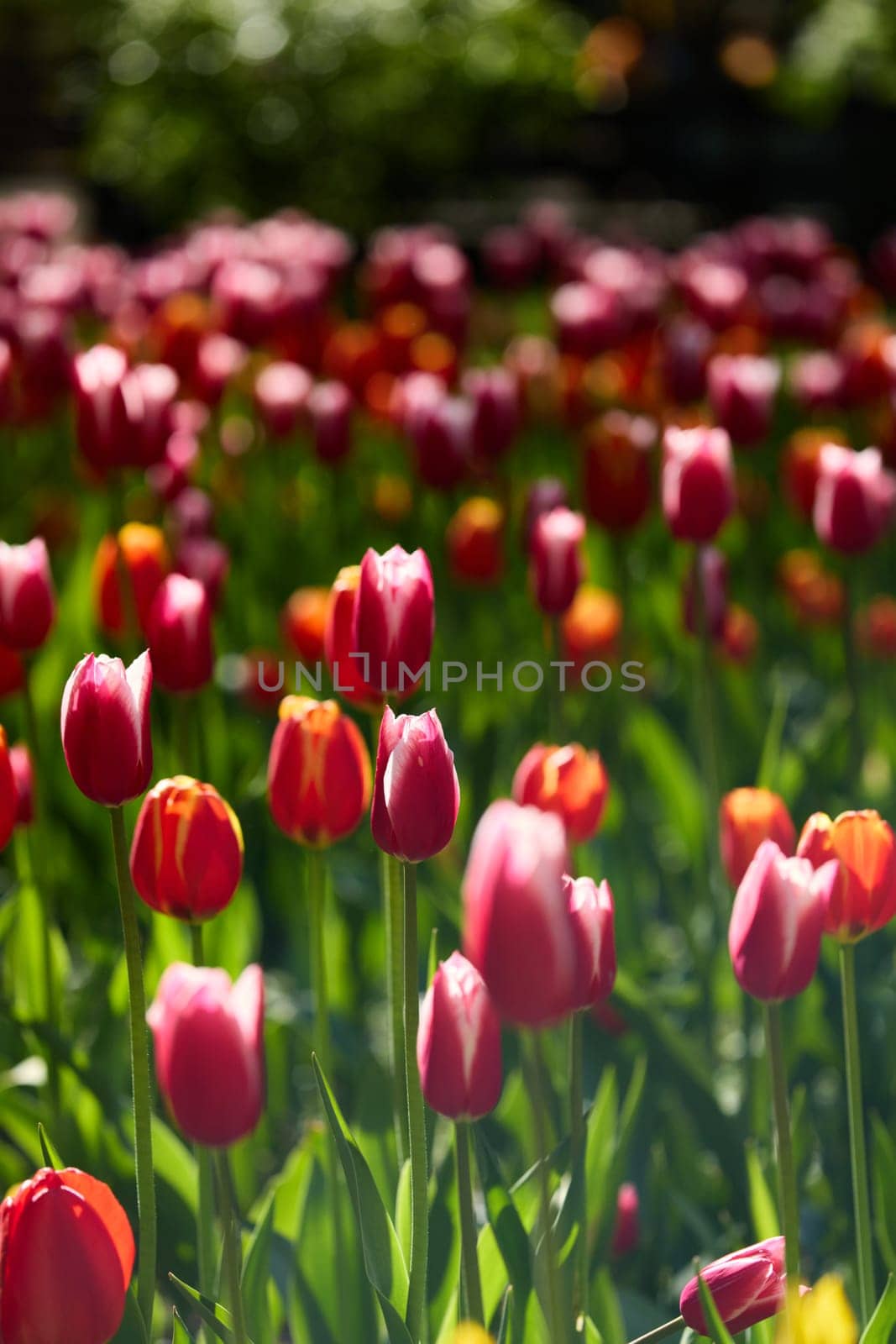 An idyllic garden scene showcasing bright red tulips illuminated by warm sunlight in St.Petersburg, Russia, conveying vibrancy, freshness, and natural beauty in a serene outdoor setting. High quality photo