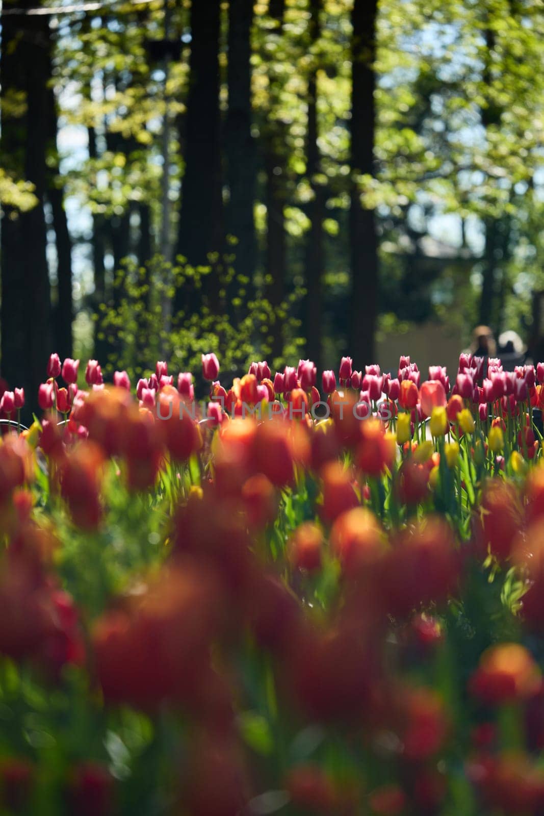 An idyllic garden scene showcasing bright red tulips illuminated by warm sunlight in St.Petersburg, Russia, conveying vibrancy, freshness, and natural beauty in a serene outdoor setting. High quality photo
