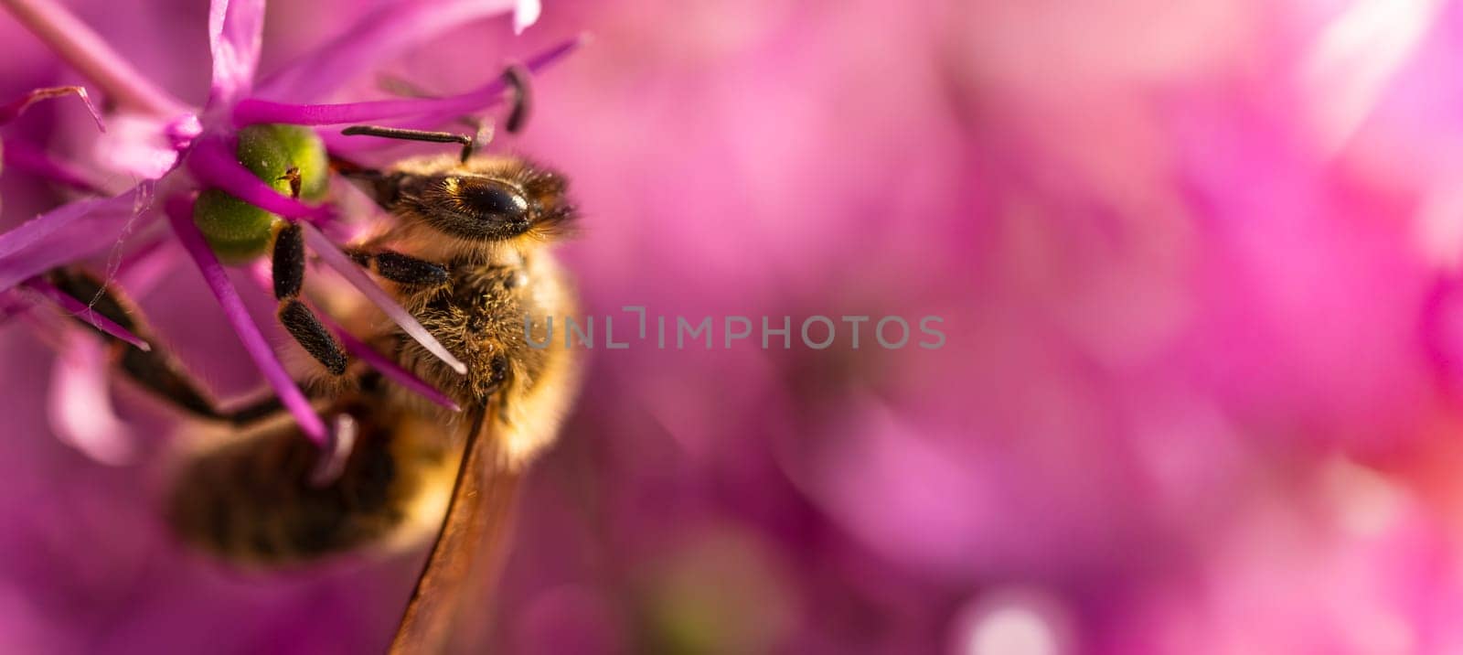 A closeup photo of a bee pollinating a vibrant flower, showcasing natures beauty and rich biodiversity