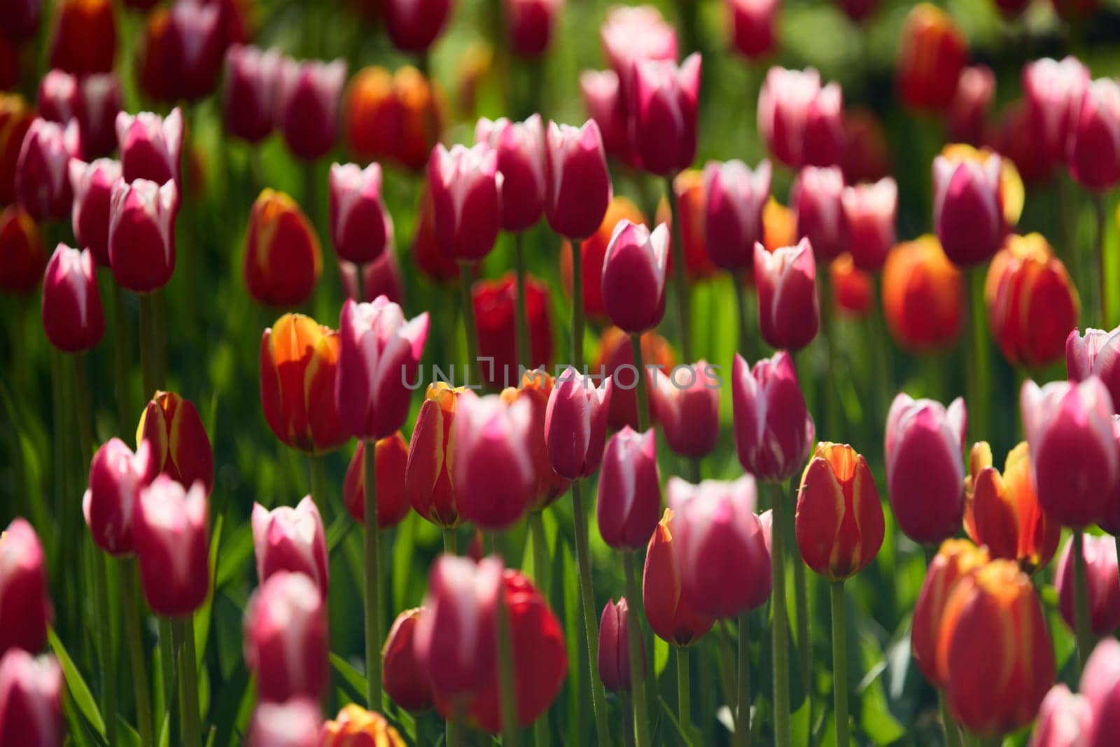 An idyllic garden scene showcasing bright red tulips illuminated by warm sunlight in St.Petersburg, Russia, conveying vibrancy, freshness, and natural beauty in a serene outdoor setting. High quality photo