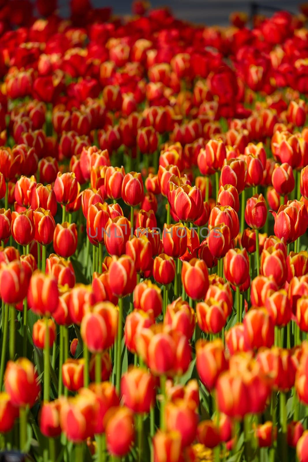 An idyllic garden scene showcasing bright red tulips illuminated by warm sunlight in St.Petersburg, Russia, conveying vibrancy, freshness, and natural beauty in a serene outdoor setting. High quality photo
