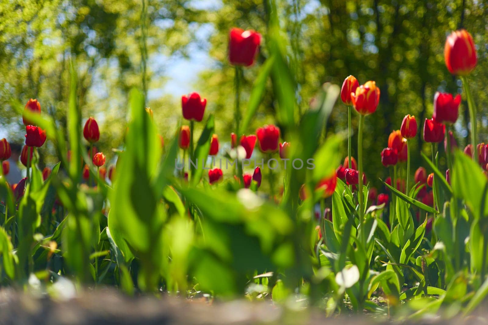 An idyllic garden scene showcasing bright red tulips illuminated by warm sunlight in St.Petersburg, Russia, conveying vibrancy, freshness, and natural beauty in a serene outdoor setting. High quality photo
