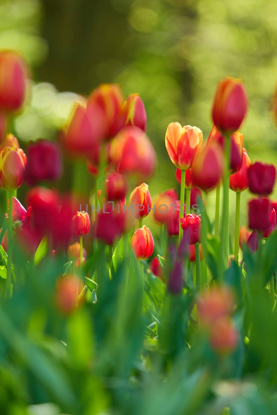 An idyllic garden scene showcasing bright red tulips illuminated by warm sunlight in St.Petersburg, Russia, conveying vibrancy, freshness, and natural beauty in a serene outdoor setting. High quality photo
