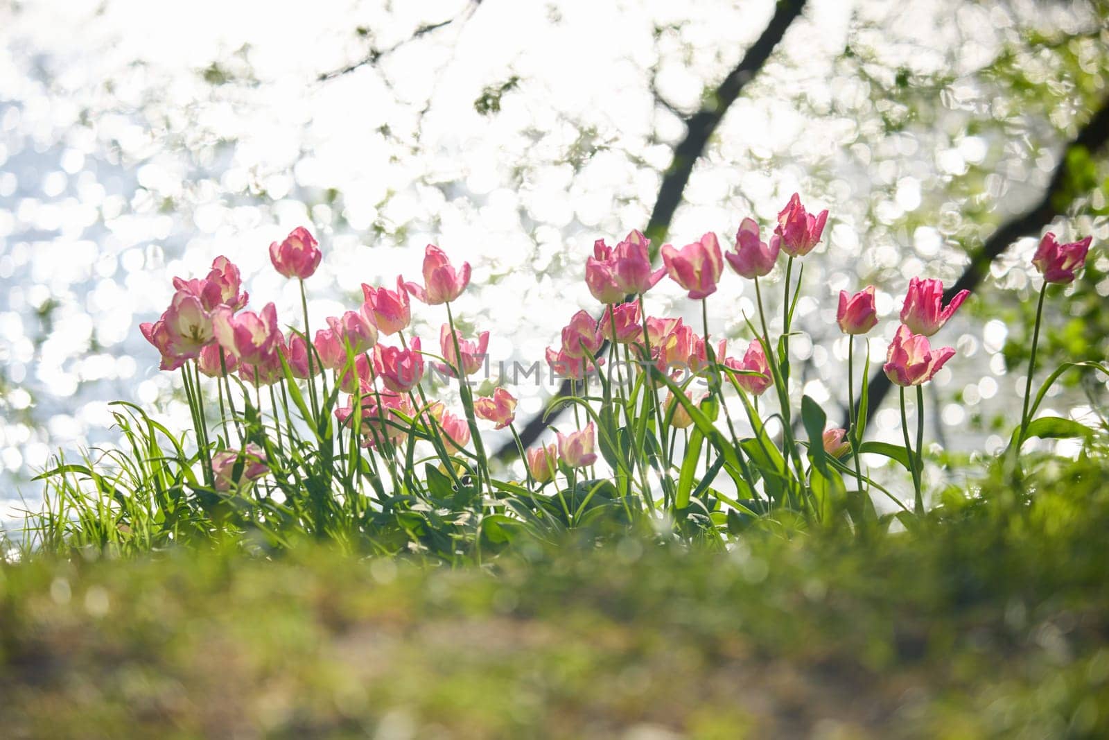 An idyllic garden scene showcasing bright pink tulips illuminated by warm sunlight in St.Petersburg, Russia, pond on background, conveying vibrancy, freshness, sun reflections on water surface. High quality photo